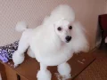 ����