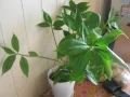 ����