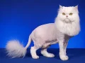 ����