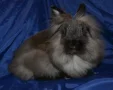 ����