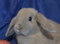 ����