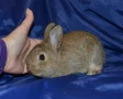 ����
