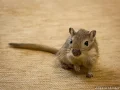 ����