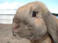 ����