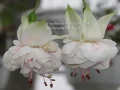 ����