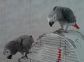 ����