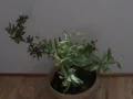 ����
