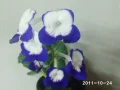 ����