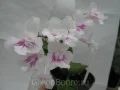 ����