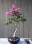 Лагестремия Мини (Lagerstroemia mini ) Черенок. Цветение моё
