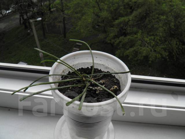 Hoya retusa blooming YouTube