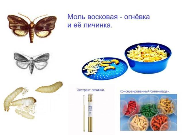 продукты пчеловодства для похудения отзывы продукты пчеловодства для похудения отзывы