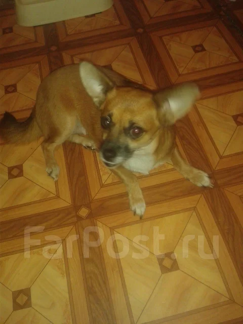 http://static.baza.farpost.ru/v/1409311094736_bulletin