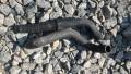 Патрубок радиатора. Toyota Harrier, MCU10W Двигатель 1MZFE