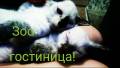 Гостиницы для животных.