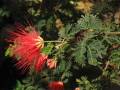 Каллиандра калифорнийская (Calliandra californica) - черенок!
