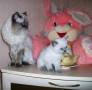 Шотландская прямоухая кошка.