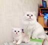 Британская кошка.
