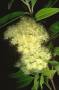 Backhousia citriodora (Бакхузия, Лимонный мирт) черенок