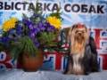 Йоркширский терьер.