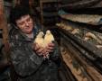 Разнорабочий. Разнорабочий для ухода за птицей. ИП Синякова Р.Н