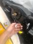 SRS кольцо. Nissan X-Trail, PNT30, T30, NT30 Nissan Primera, TP12, WTNP12, HP12, QP12, WHP12, WRP12, WTP12, TNP12, RP12 Nissan Serena, RC24, PNC24, PC...