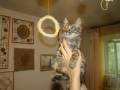 Кошки.