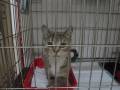 Кошечка ищет старого или нового хозяина!