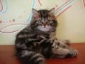 Шотландская кошка.
