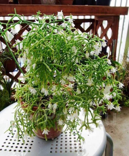 Суккуленты рипсалис Rhipsalis cereuscula в наличии Цена 100 во