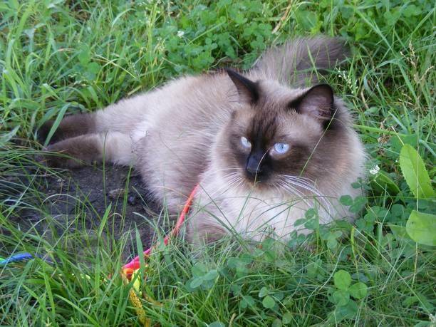 Весна. Ваша кошка загуляла? Красавец кот готов к подвигам! : ) во  Владивостоке