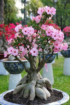 РОЗА пустыни (Adenium obesum) 4 сорта (семена) во Владивостоке