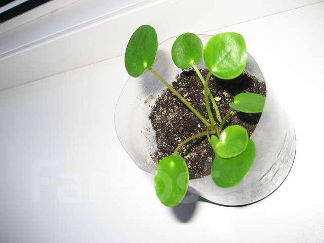 Pilea Peperomioides - Пилея пеперомиевидная, китайское денежное дерево, растение НЛО