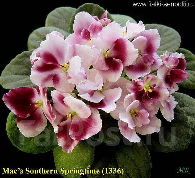 Mac S Southern Springtime Фиалка Фото