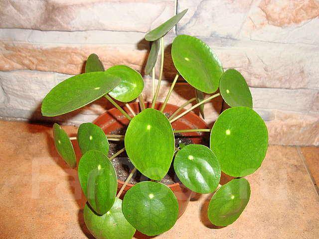 Цветок с круглыми листочками. Пилея пеперомиевидная мохито. Цветок с круглыми листочками. Циссус каланхоэ. Пилея мутовчатая.