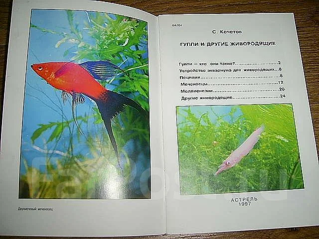 Рыбки