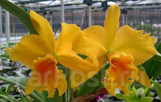 Особенности строения и история прекрасного цветка