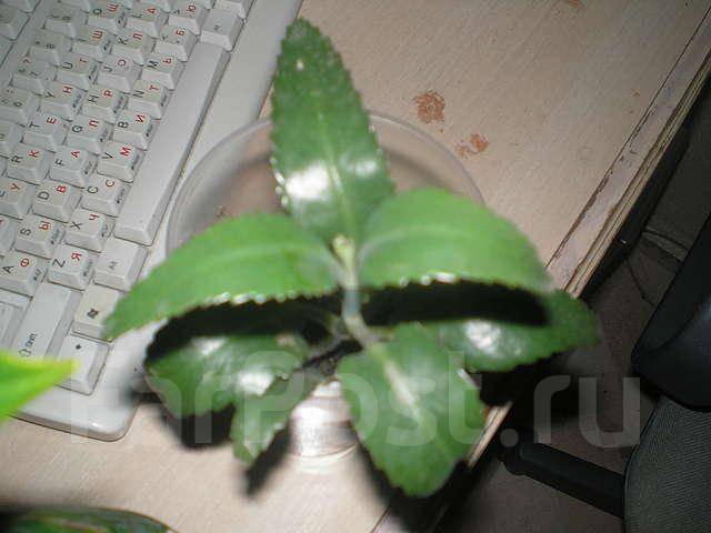 Бриофиллум (Bryophyllum)