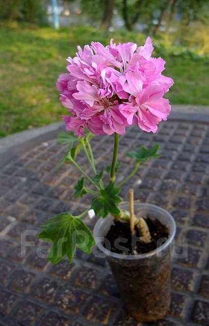 Описание сорта 