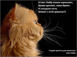 Стрижка кошек, гигиенические процедуры. стрижка 1200 руб.