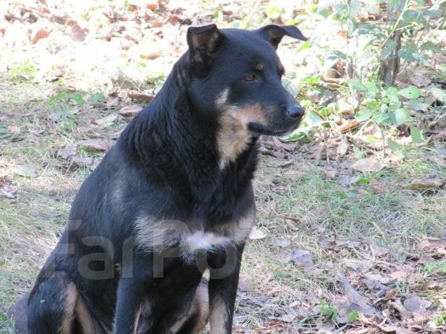 Месячные щенки дворняги фото