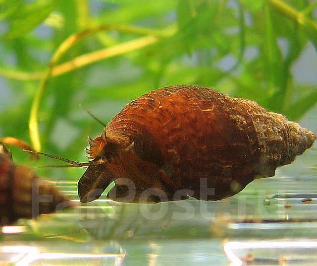 Улитка мелания-гранифера (Melanoides granifera) во Владивостоке