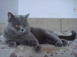 Шотландская прямоухая короткошерстная кошка.