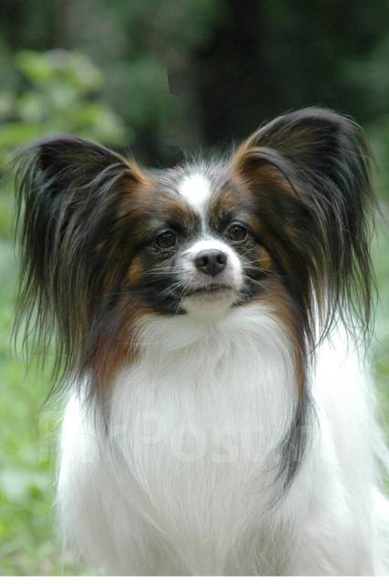 Papillon Dog Breed Pictures, Information, Temperament, Characteristics Animals