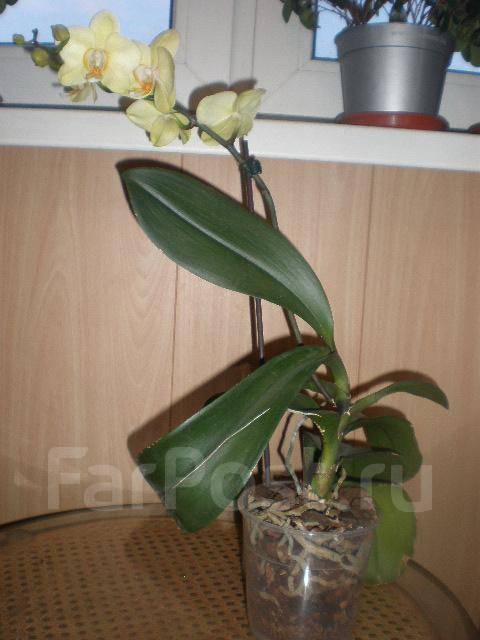 Лимонная Орхидея: подборка картинок