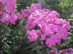Флокс.