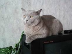 Шотландская прямоухая короткошерстная кошка.