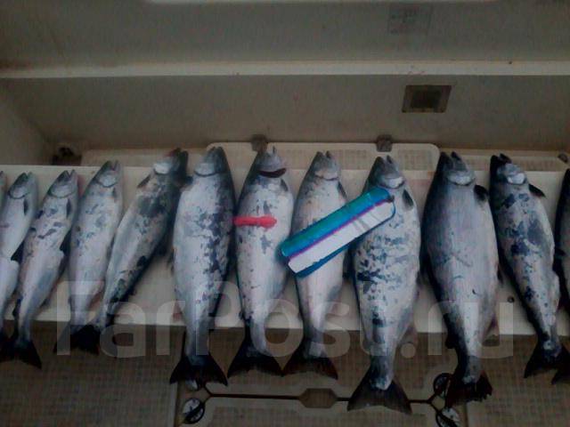 Троллинг симы в приморском крае 2021. Троллинг симы. Троллинг симы. Троллинг симы в приморском крае 2021. Ловля симы в приморье на троллинг.