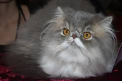 Персидская кошка.