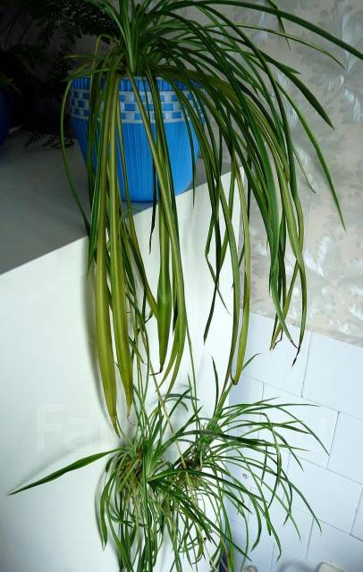 Хлорофитум Chlorophytum фото условия выращивания уход